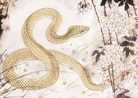 蛇和狗的属相合不合_-_蛇和狗婚配怎么样