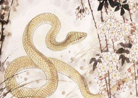 属蛇一生财运如何_