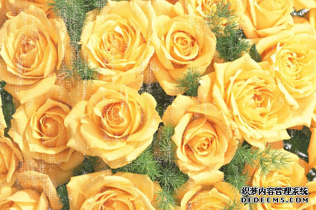 心理测试：你是哪一种玫瑰？-第2张-星座-玉仓库