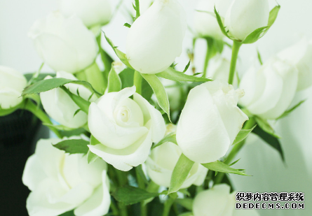 心理测试：你是哪一种玫瑰？-第3张-星座-玉仓库