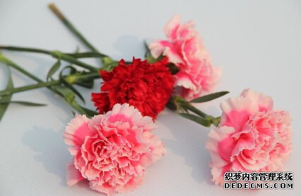 买花挑店家测试你的性格
