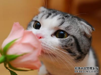 玫瑰测你有几分矫情