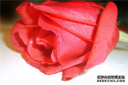 面对爱情你为何老是下不了决心-第2张-星座-玉仓库