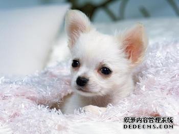 喜欢的宠物测出你的品味