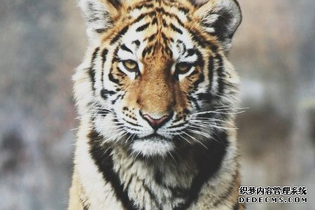 从生日看你是什么性格的动物-第6张-星座-玉仓库