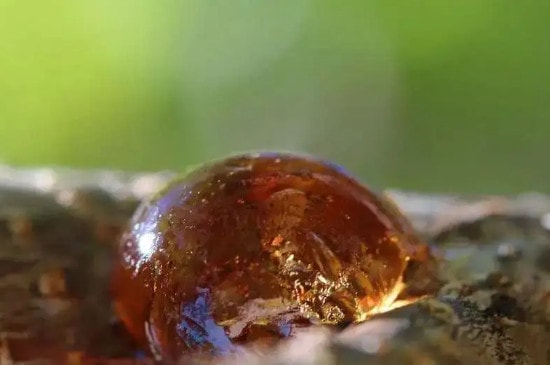 琥珀是怎么形成的过程-第2张-琥珀-玉仓库