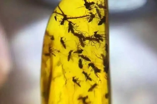 琥珀戴久了会有灵性吗，琥珀是真有灵性的-第3张-蜜蜡-玉仓库