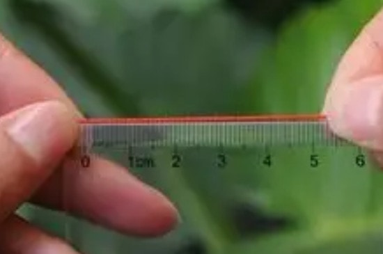 7号戒指是多少厘米-第2张-珠宝石-玉仓库