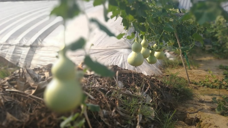 葫芦摘下来应该怎么处理