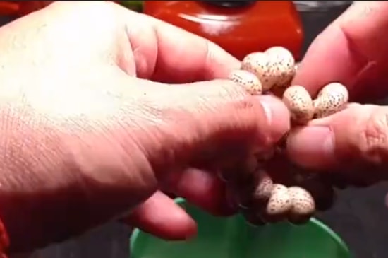 金刚菩提子保养方法-第2张-菩提文玩-玉仓库