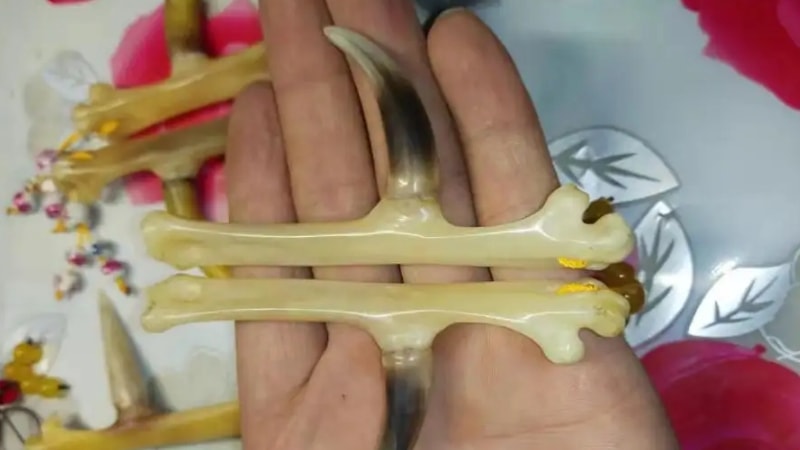 鸡爪子怎么盘玩
