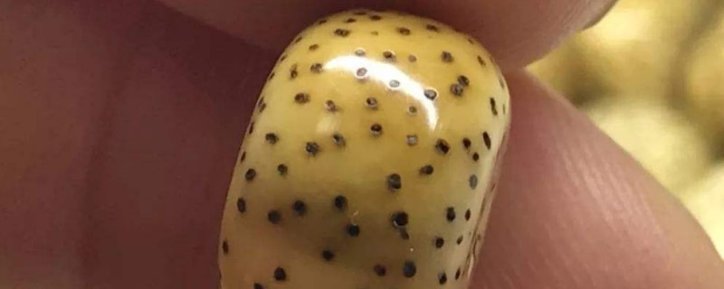 阴皮星月菩提变色的8个过程