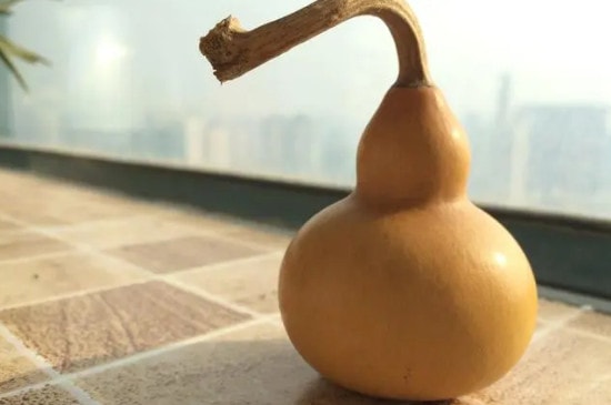 葫芦摘下来怎么保存不会烂-第3张-葫芦-玉仓库