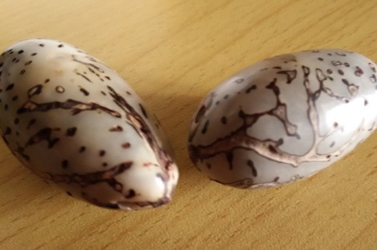 千眼菩提子有灵性吗
