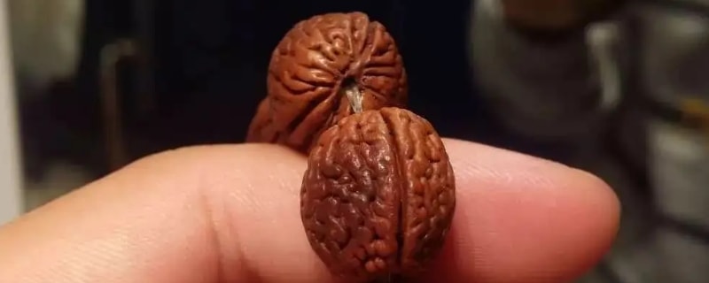 玩核桃忌讳