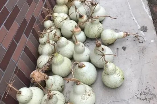 葫芦摘下来应该怎么处理-第2张-葫芦-玉仓库