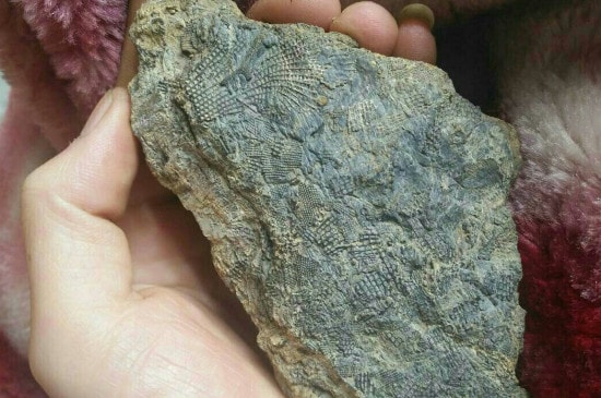 化石是怎么形成的-第3张-珠宝石-玉仓库
