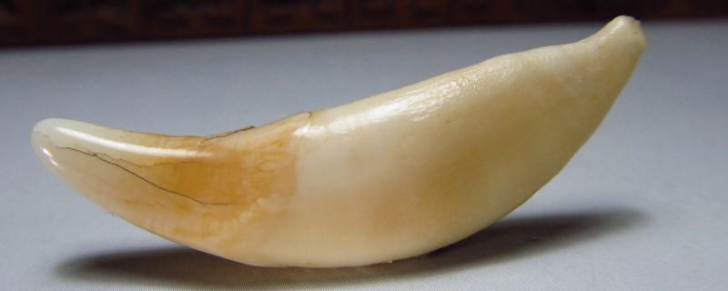 狼牙佩戴禁忌