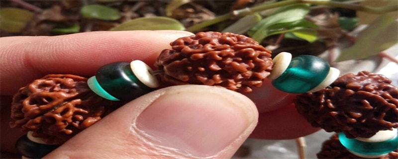 大金刚菩提开裂怎么办