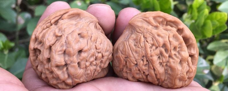 文玩青皮核桃是什么