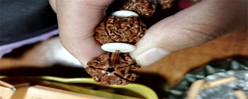金刚菩提铁籽是什么