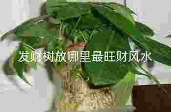 发财树放哪里最旺财风水_发财树哪种人不能养