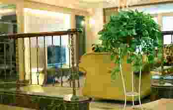 客厅摆什么植物风水好_客厅适合摆放哪些风水植物