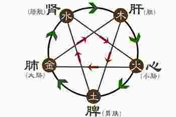 五行对应五脏六腑的关系_五行对应五脏六腑图