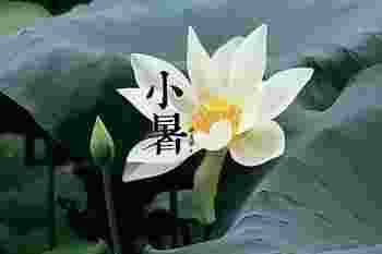 小暑的上一个节气是什么_小暑的特点和风俗