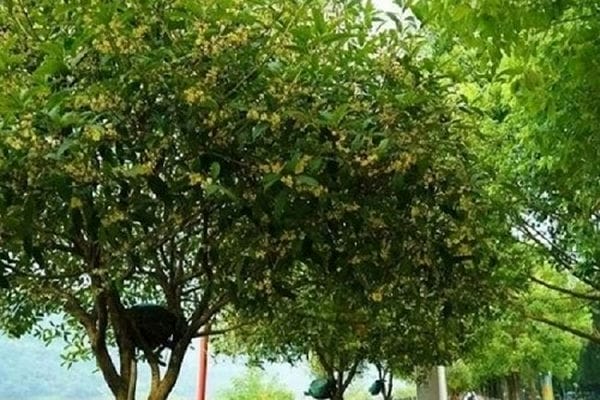 门前禁忌五种树_屋门前种树十大禁忌