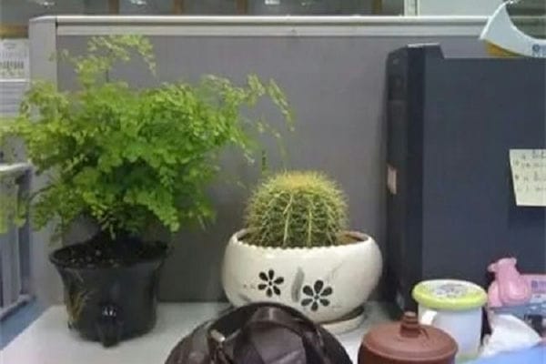 放办公桌上的植物_办公桌适合摆的小绿植