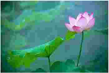 莲花最有禅意的名字_佛家赞美莲花的句子