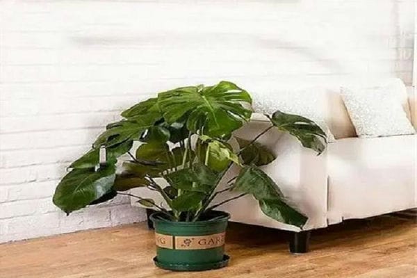 北方客厅最旺宅的大型植物_客厅最旺宅的大型植物喜阴