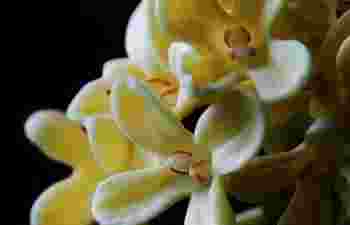 桂花树栽在院子里哪个位置好呢_桂花树栽在院子里什么地方好呢