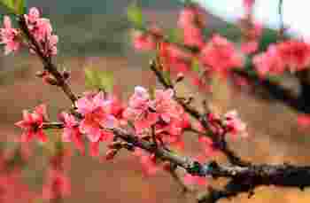 怎样算出八字中流年桃花运