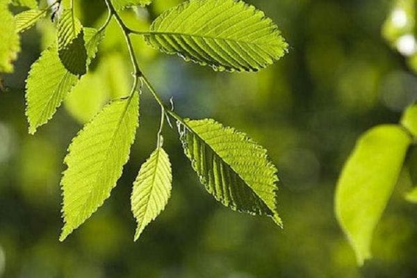 农村门前栽什么树风水好_别墅门前栽什么树风水好