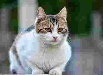 为什么说猫有九条命_猫是独居还是群居