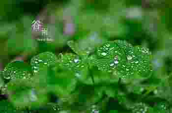 谷雨在清明前还是清明后_清明与谷雨区别
