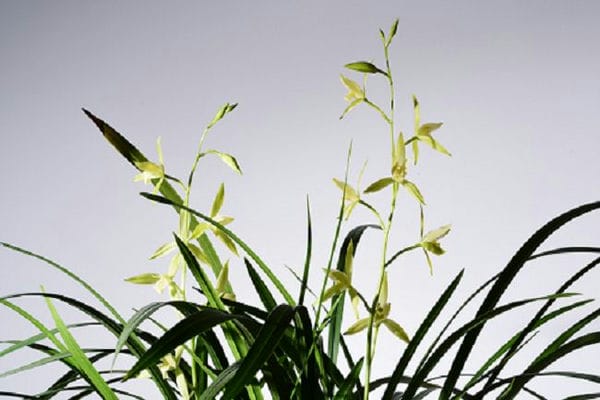 客厅电视两边摆什么植物旺财兰花_客厅电视两边摆什么植物旺财金钱树