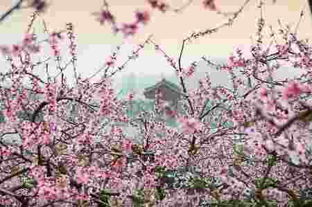 烂桃花运是什么意思，命犯烂桃花怎么化解