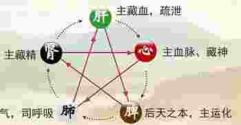 五脏与五行的关系_五脏与五行的对应关系