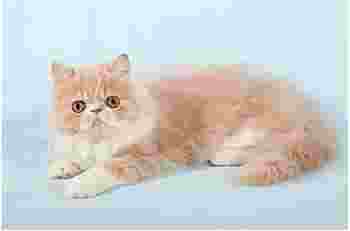 从猫的行为看房子风水怎么样_家里猫多会不会影响风水