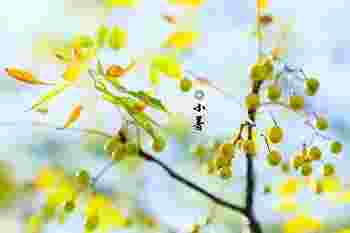 小暑是入伏第一天吗_头伏二伏三伏各几天