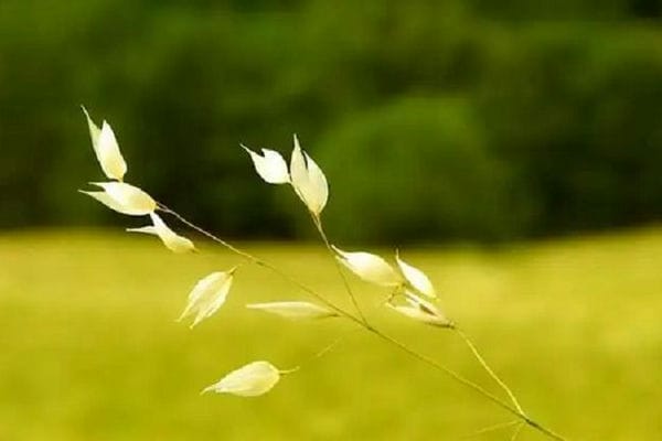 家里养什么花好吸风水旺财_家里养什么花有利于招财风水