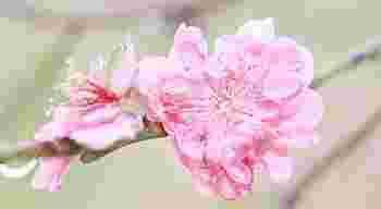 八字排盘算流年桃花运_怎么样看八字流年有没桃花运