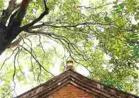 农村住宅风水树