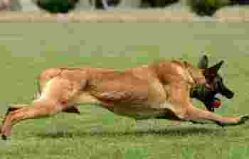 公马犬起名字招财霸气_公马犬起名方式