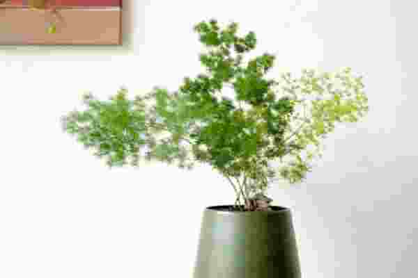 客厅最旺宅植物_客厅最旺宅的绿植