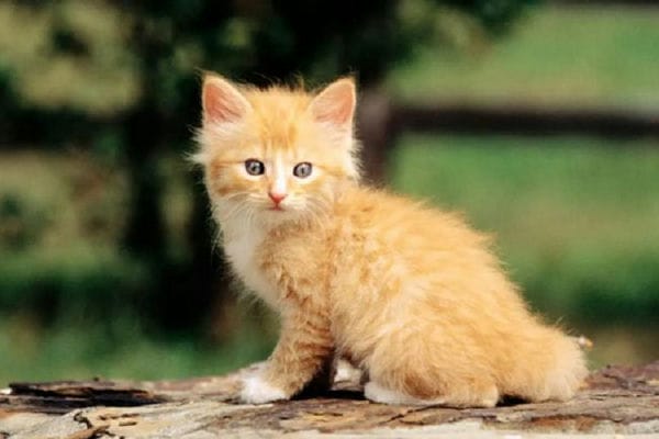 猫不请自来兆头_猫不请自来兆头风水说法