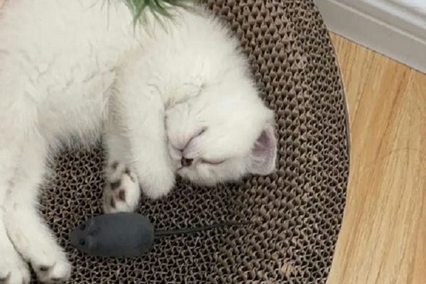 什么属相能养猫能旺财_养猫能旺财还是狗